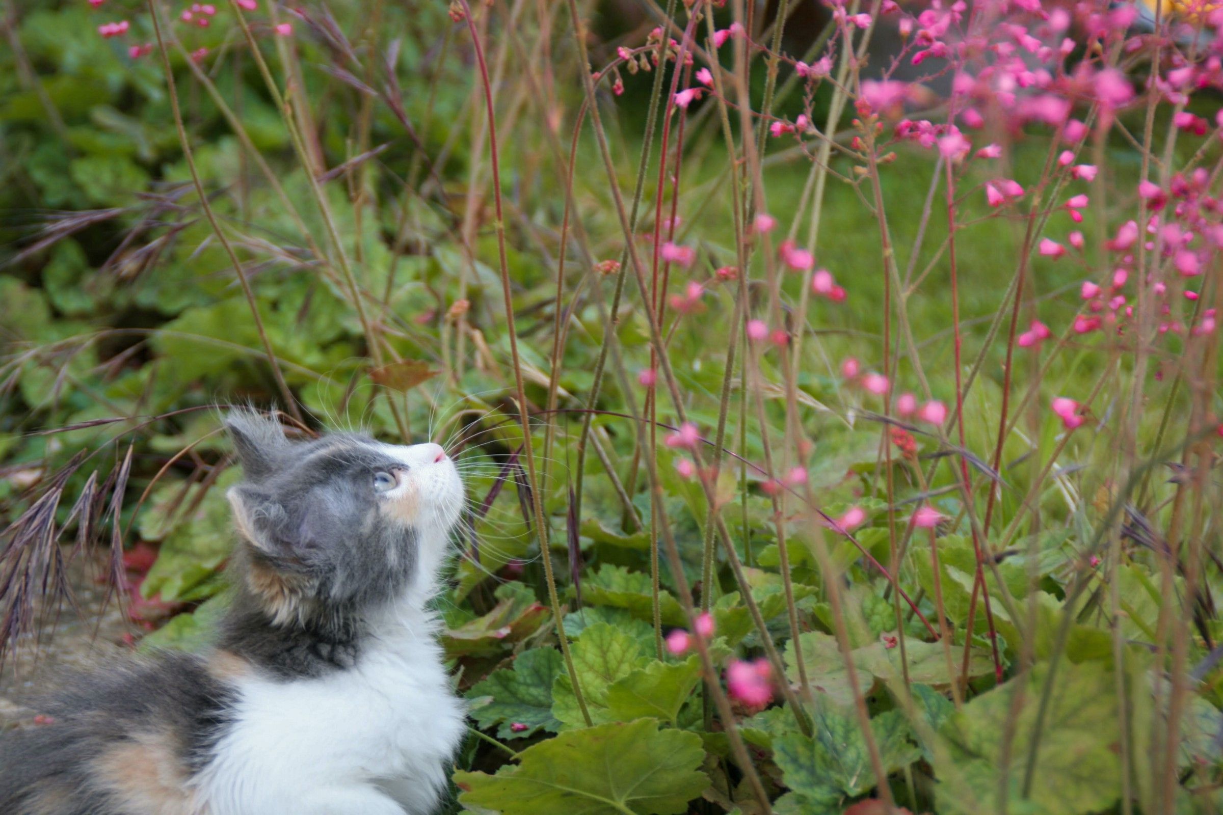 A calico cat looking up at some slender pink flowering plants, seeming like it might be getting ready to pounce.