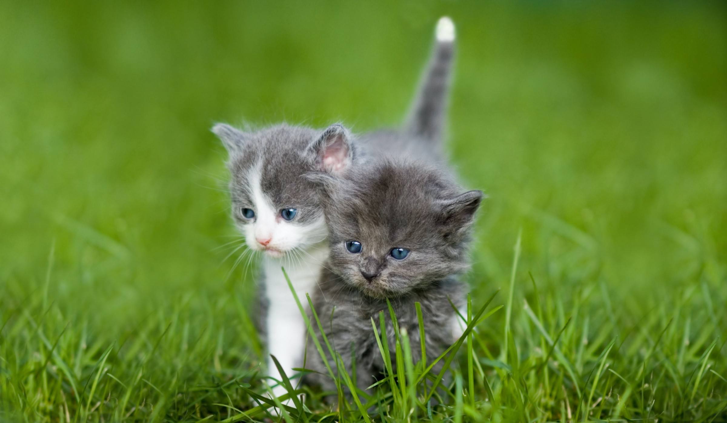 A white-and-gray kitten and a gray kitten stand very close, so it looks like they might be splitting apart.