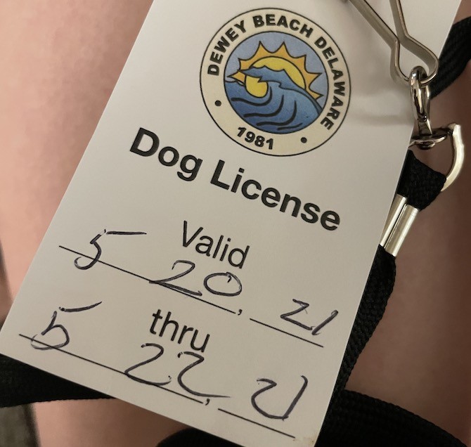 An example of what the Dewey Beach Delaware dog license looks like. It’s a small rectangular white card with the Dewey Beach Delaware - 1981 stamp on it. And this one is valid from 5/20/21 to 5/22/21.