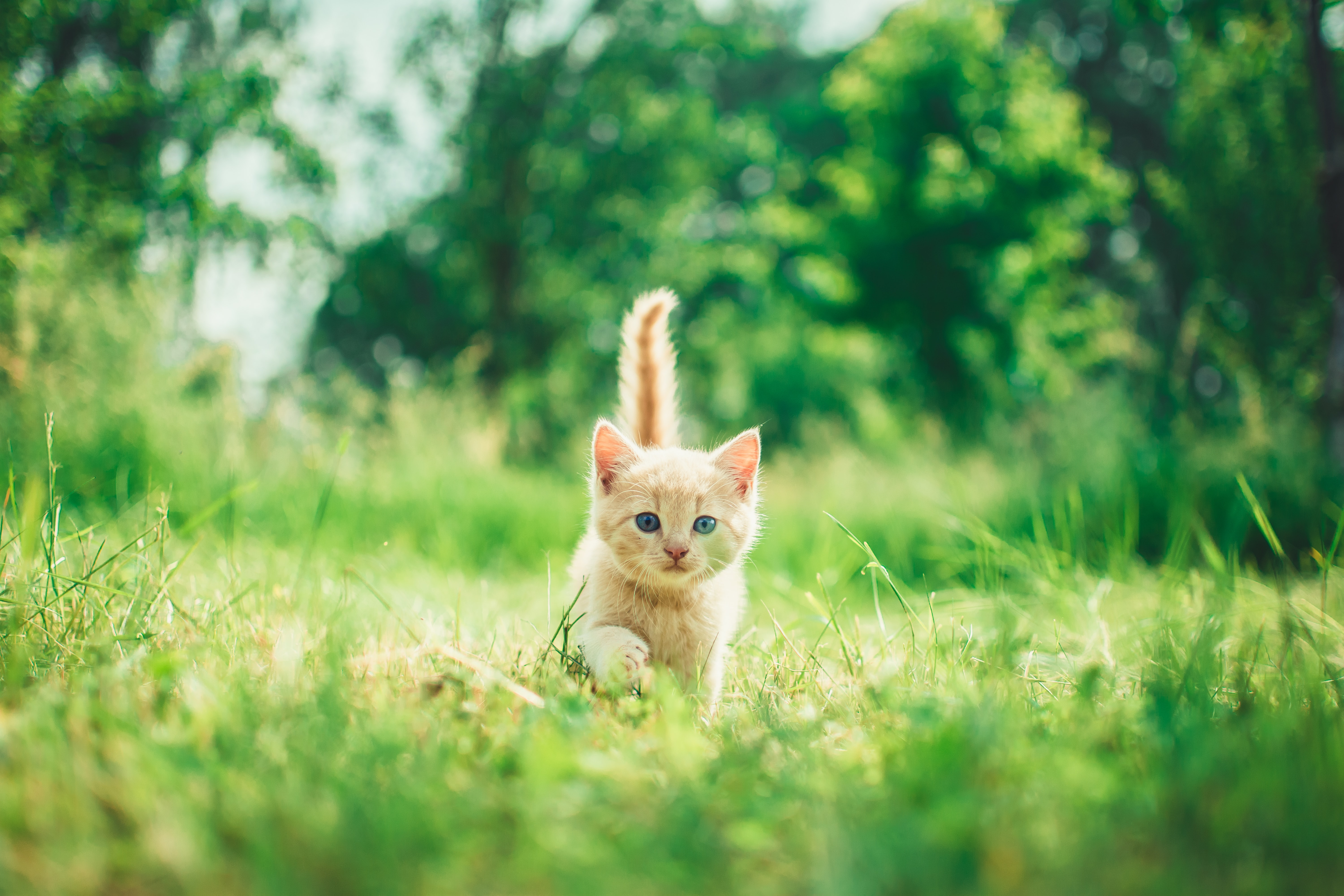 kitten-in-grass
