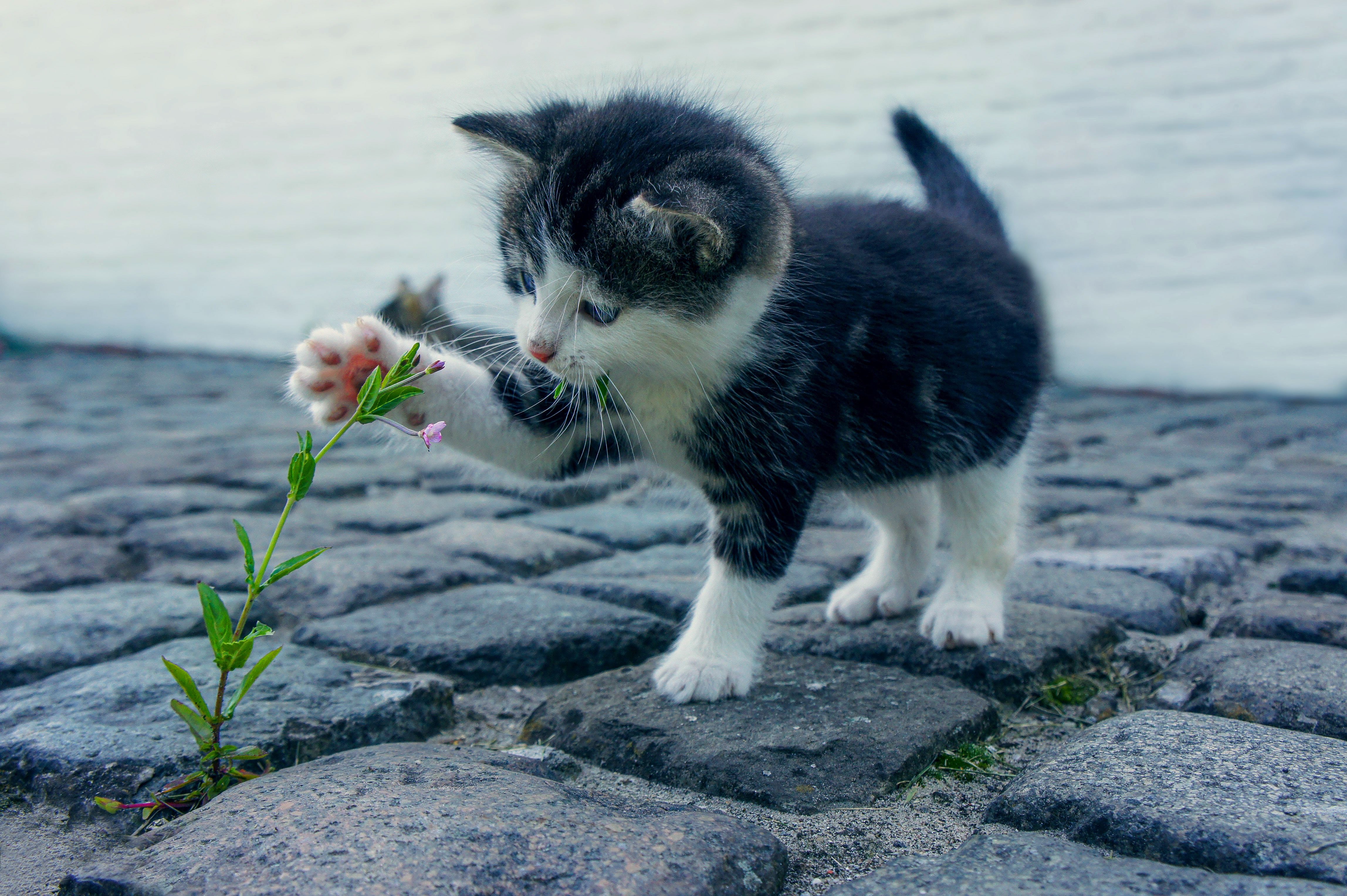 Kitten playing with a plant. Representing observables.