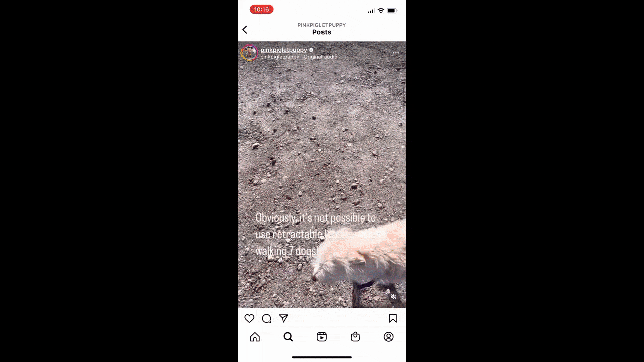 A GIF shows a video from the @pinkpigletpuppy channel on Instagram. The owner has uploaded captions so that users who cannot hear the audio can still follow along with what is being explained about the types of leashes to use when walking lots of dogs.