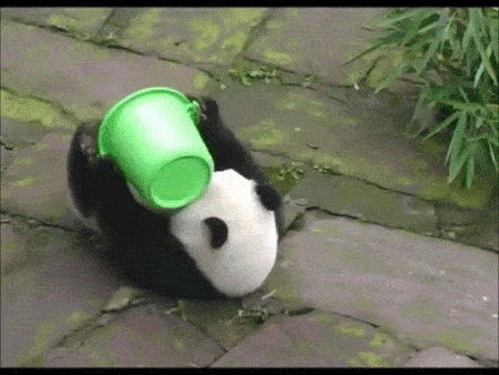 Panda playing with a bucket