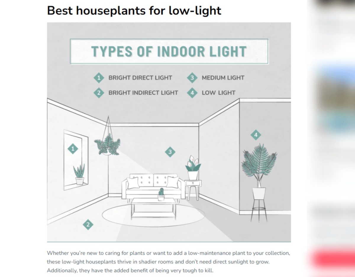 A screenshot from a post called 33 Low-Light Houseplants to Bring Your Space to Life. It’s a custom illustration titled “Types of Indoor Light”. We see Bright Direct Light, Bright Indirect Light, Medium Light, and Low Light with drawings of the kinds of plants that go within them.