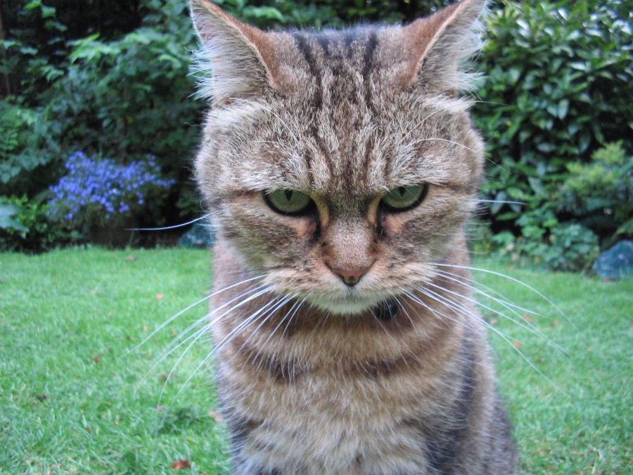angrycat