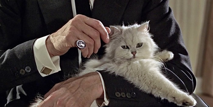 Stroking the cat