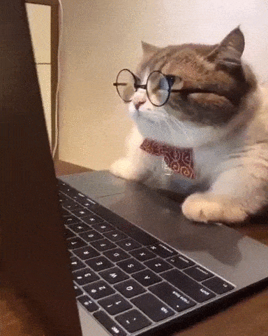 cat in glasses sitting in front of a computer
